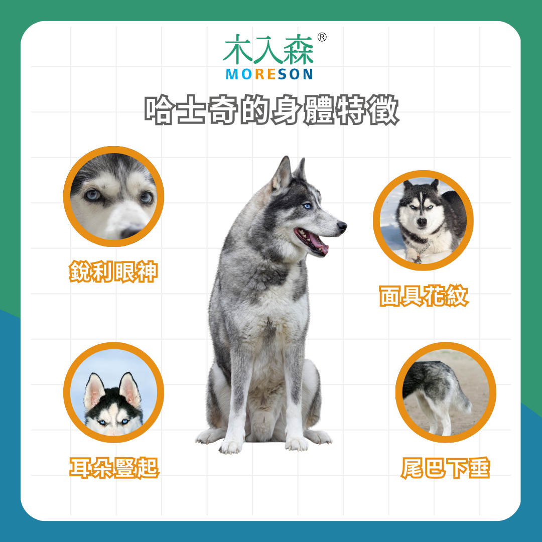 飼養哈士奇必看指南!哈士奇 7 大特質&知識 飼養哈士奇必看指南!哈士奇 7 大特質&知識