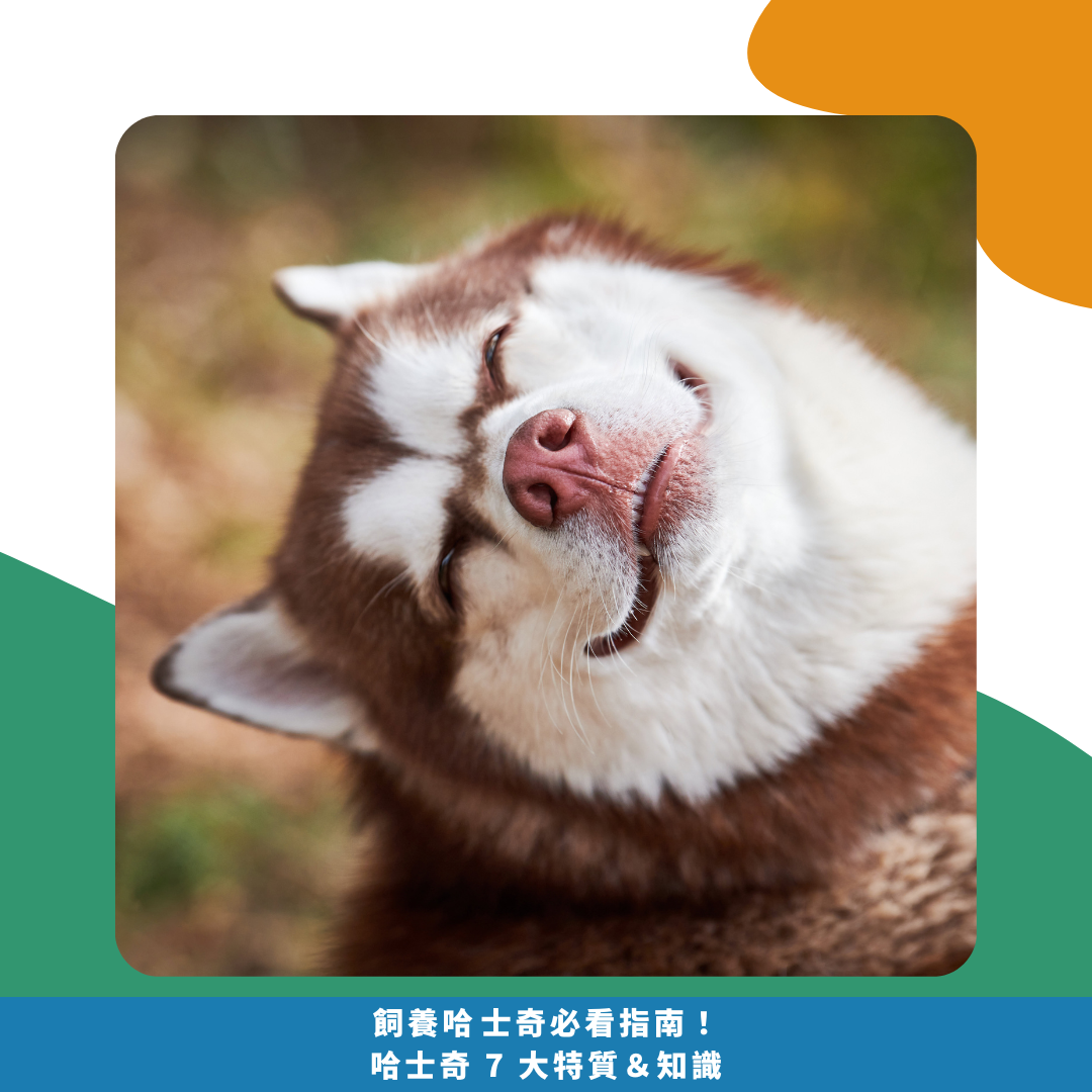 飼養哈士奇必看指南!哈士奇 7 大特質&知識 飼養哈士奇必看指南!哈士奇 7 大特質&知識