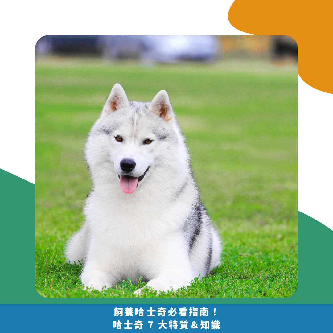 飼養哈士奇必看指南!哈士奇 7 大特質&知識 飼養哈士奇必看指南!哈士奇 7 大特質&知識
