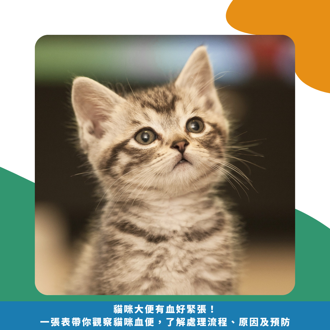 貓咪大便有血好緊張! 一張表帶你觀察貓咪血便, 了解處理流程、原因及預防 貓咪大便有血好緊張! 一張表帶你觀察貓咪血便, 了解處理流程、原因及預防