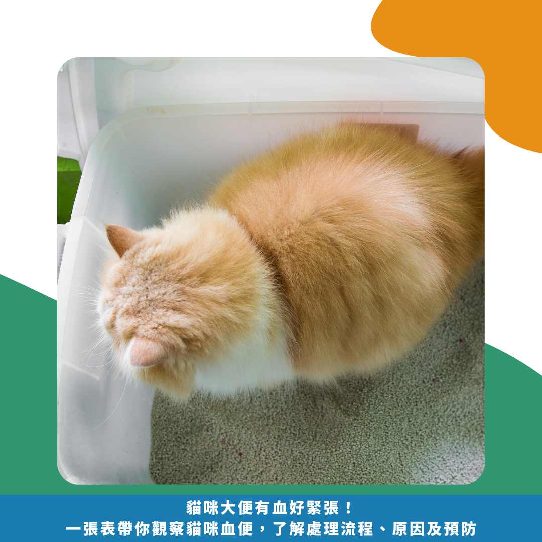 貓咪大便有血好緊張! 一張表帶你觀察貓咪血便, 了解處理流程、原因及預防 貓咪大便有血好緊張! 一張表帶你觀察貓咪血便, 了解處理流程、原因及預防