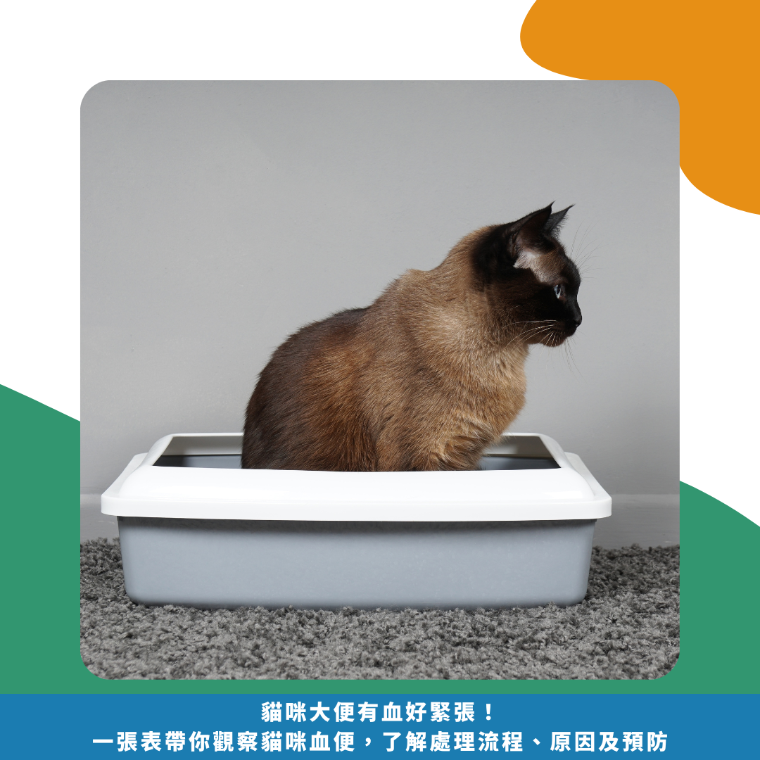 貓咪大便有血好緊張! 一張表帶你觀察貓咪血便, 了解處理流程、原因及預防 貓咪大便有血好緊張! 一張表帶你觀察貓咪血便, 了解處理流程、原因及預防