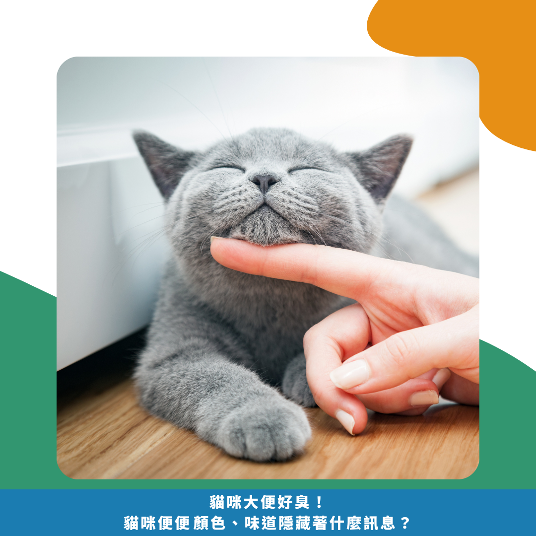 貓咪大便好臭! 貓咪便便顏色、味道 隱藏著什麼訊息? 貓咪大便好臭! 貓咪便便顏色、味道 隱藏著什麼訊息?