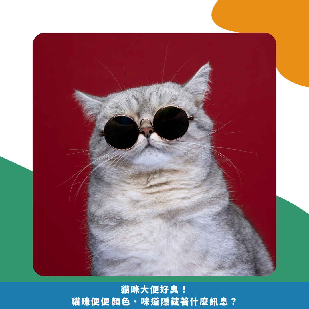 貓咪大便好臭! 貓咪便便顏色、味道 隱藏著什麼訊息? 貓咪大便好臭! 貓咪便便顏色、味道 隱藏著什麼訊息?