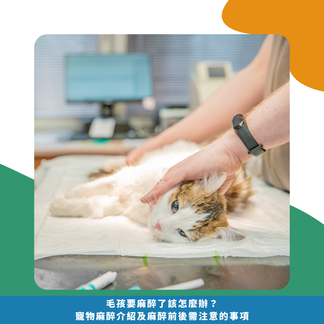 毛孩要麻醉了該怎麼辦? 寵物麻醉介紹及 麻醉前後需注意的事項 毛孩要麻醉了該怎麼辦? 寵物麻醉介紹及 麻醉前後需注意的事項