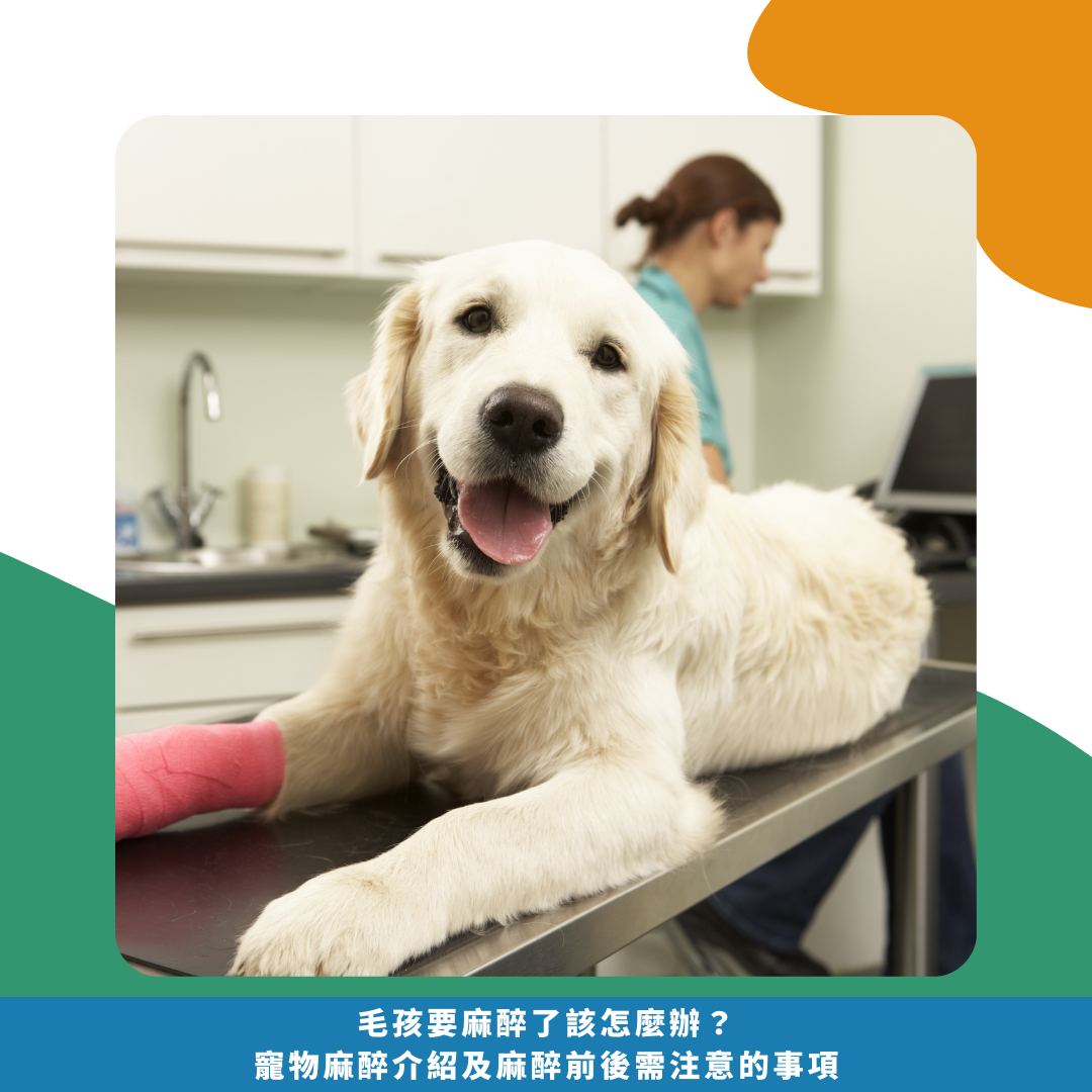 毛孩要麻醉了該怎麼辦? 寵物麻醉介紹及 麻醉前後需注意的事項 毛孩要麻醉了該怎麼辦? 寵物麻醉介紹及 麻醉前後需注意的事項