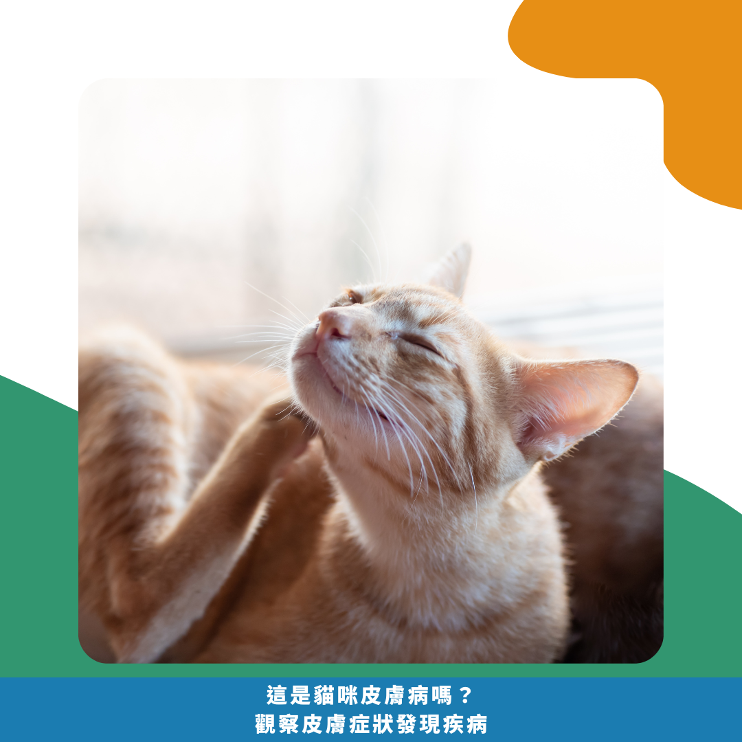 抓癢抓不停! 這是貓咪皮膚病嗎? 觀察皮膚症狀發現疾病 抓癢抓不停! 這是貓咪皮膚病嗎? 觀察皮膚症狀發現疾病