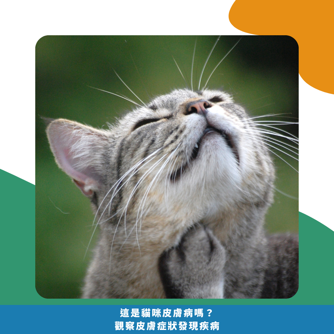 抓癢抓不停! 這是貓咪皮膚病嗎? 觀察皮膚症狀發現疾病 抓癢抓不停! 這是貓咪皮膚病嗎? 觀察皮膚症狀發現疾病