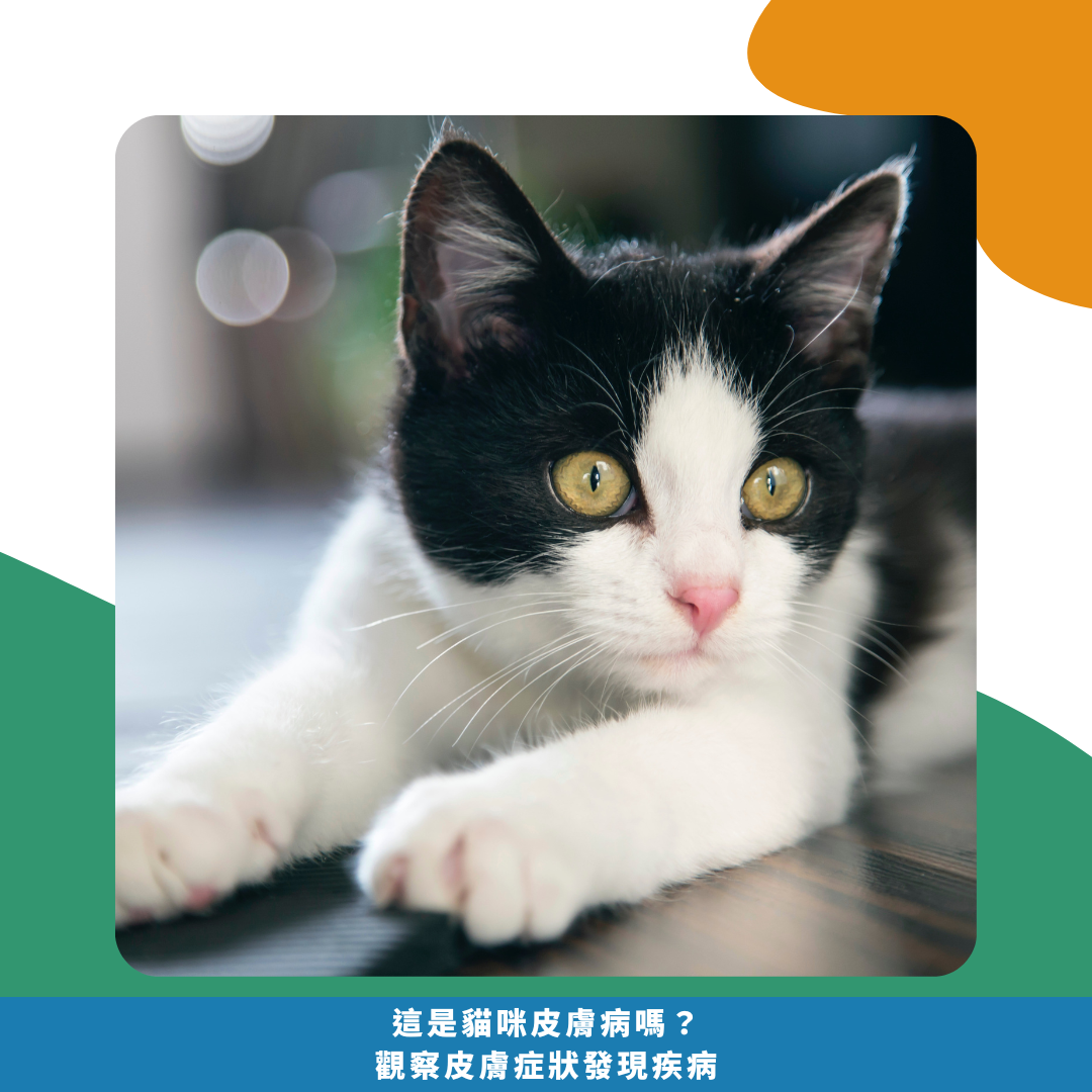 抓癢抓不停! 這是貓咪皮膚病嗎? 觀察皮膚症狀發現疾病 抓癢抓不停! 這是貓咪皮膚病嗎? 觀察皮膚症狀發現疾病