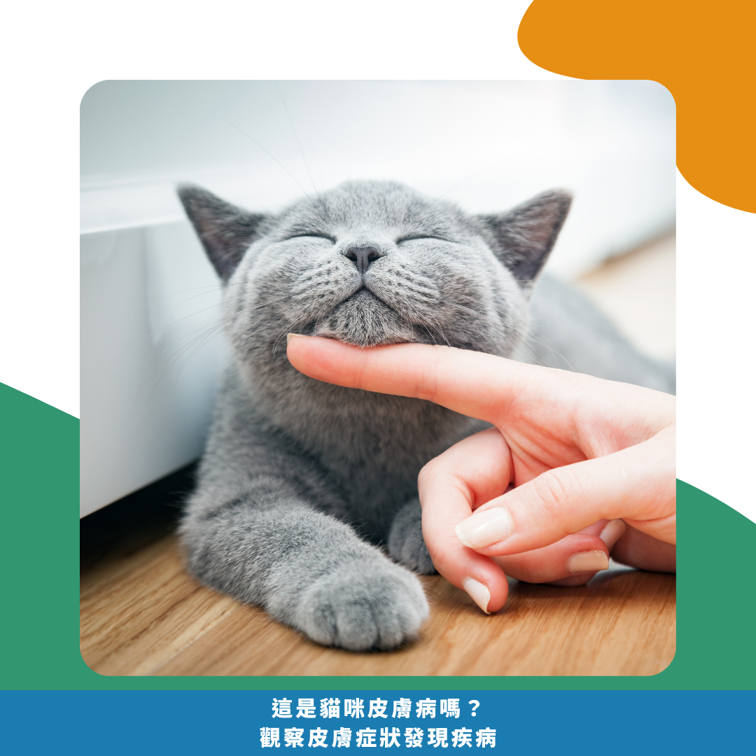 抓癢抓不停! 這是貓咪皮膚病嗎? 觀察皮膚症狀發現疾病 抓癢抓不停! 這是貓咪皮膚病嗎? 觀察皮膚症狀發現疾病