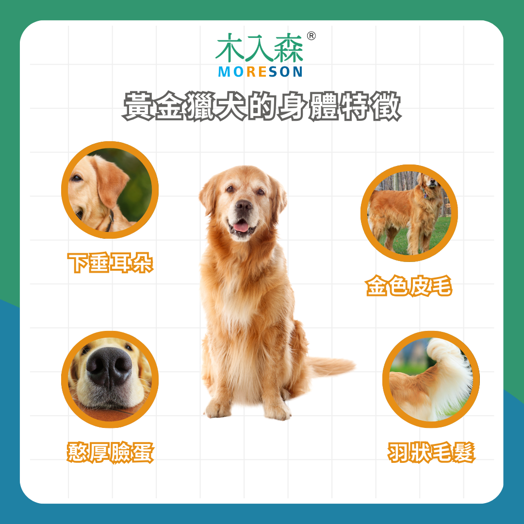 飼養黃金獵犬必看指南! 黃金獵犬照顧的 5 大重點 飼養黃金獵犬必看指南! 黃金獵犬照顧的 5 大重點