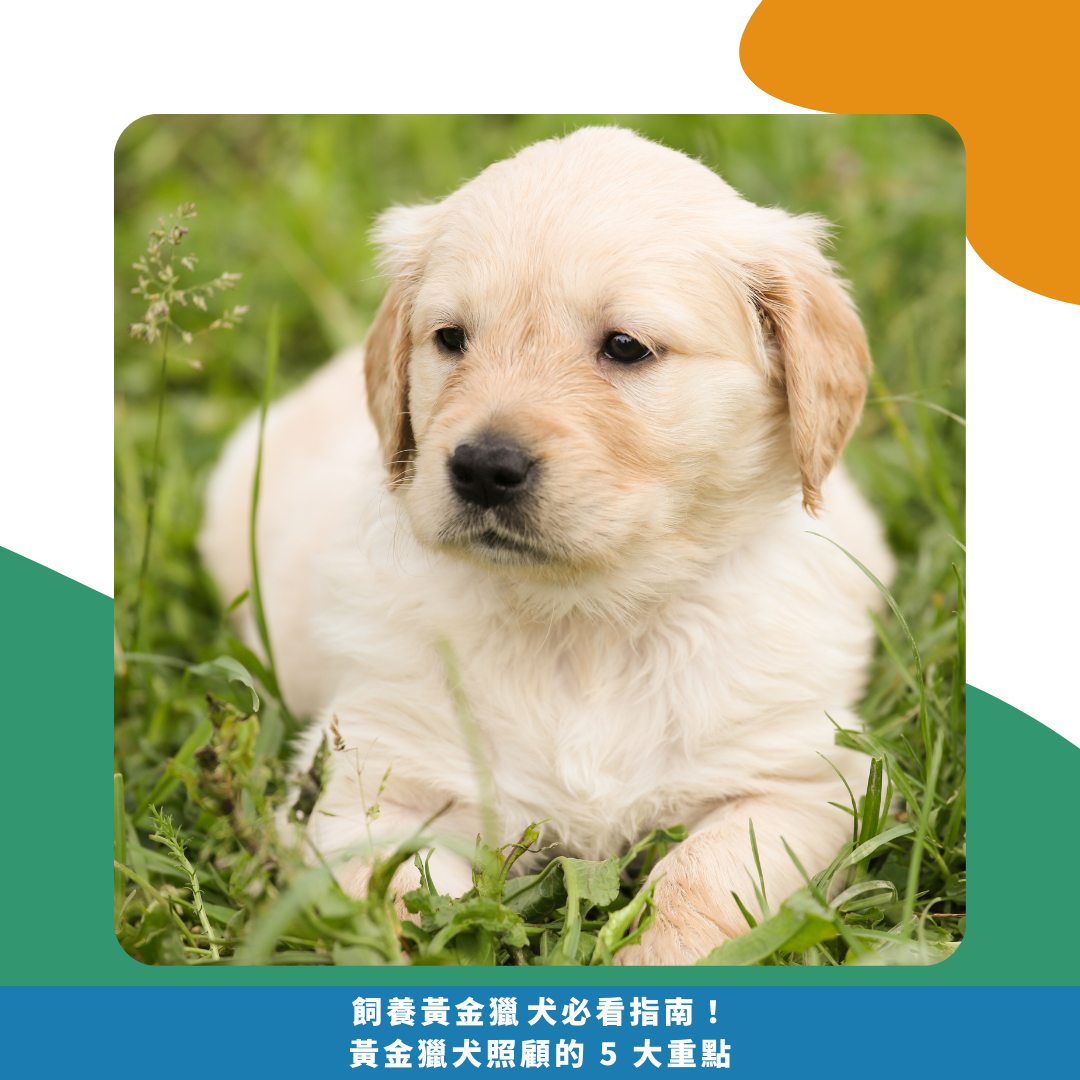 飼養黃金獵犬必看指南! 黃金獵犬照顧的 5 大重點 飼養黃金獵犬必看指南! 黃金獵犬照顧的 5 大重點