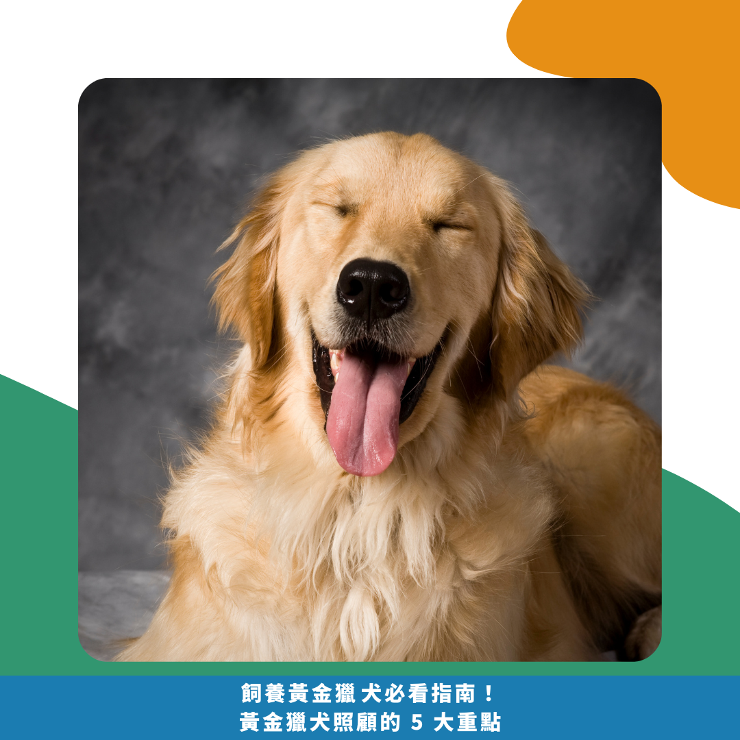 飼養黃金獵犬必看指南! 黃金獵犬照顧的 5 大重點 飼養黃金獵犬必看指南! 黃金獵犬照顧的 5 大重點
