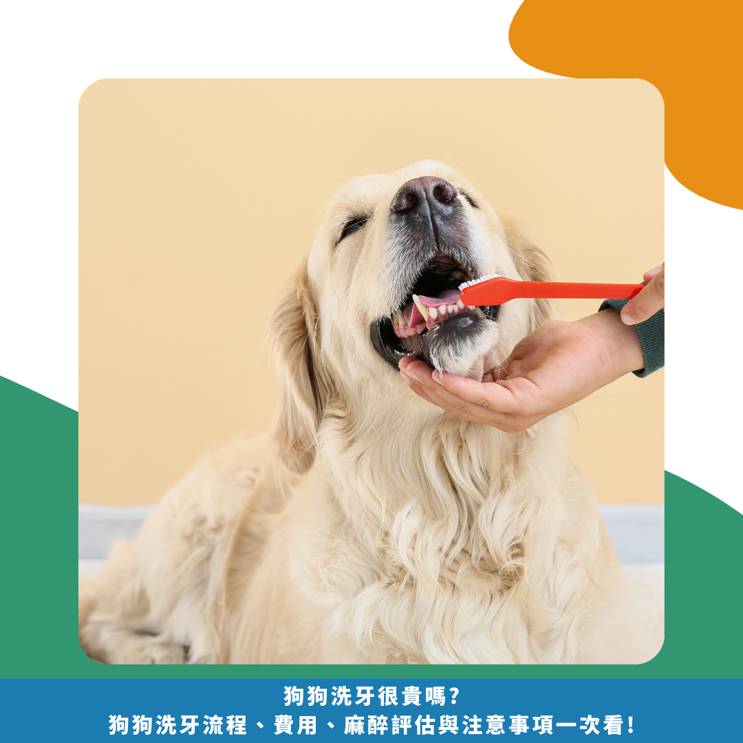 狗狗洗牙很貴嗎? 狗狗洗牙流程、費用、 麻醉評估與注意事項一次看! 狗狗洗牙很貴嗎? 狗狗洗牙流程、費用、 麻醉評估與注意事項一次看!