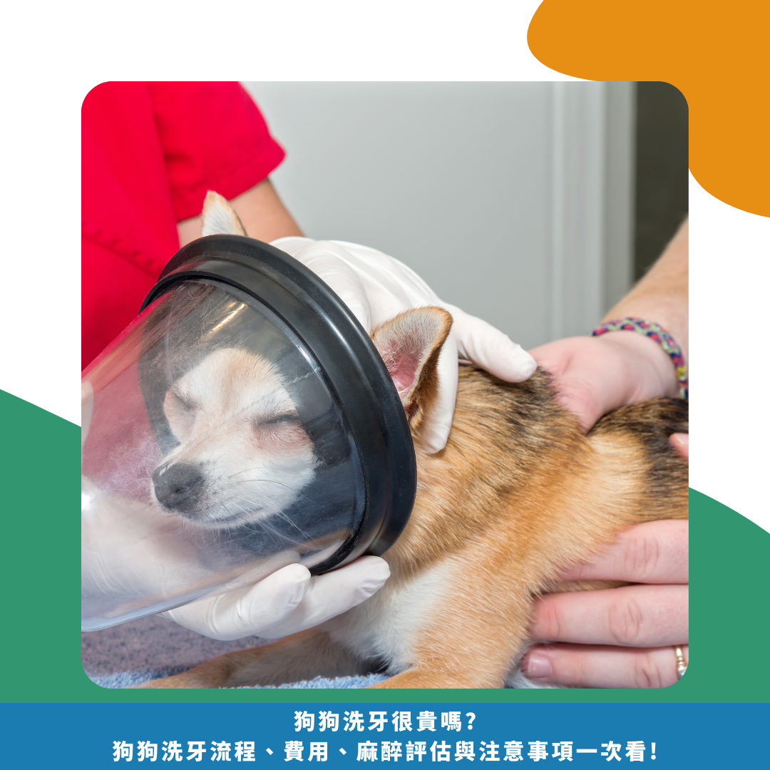 狗狗洗牙很貴嗎? 狗狗洗牙流程、費用、 麻醉評估與注意事項一次看! 狗狗洗牙很貴嗎? 狗狗洗牙流程、費用、 麻醉評估與注意事項一次看!