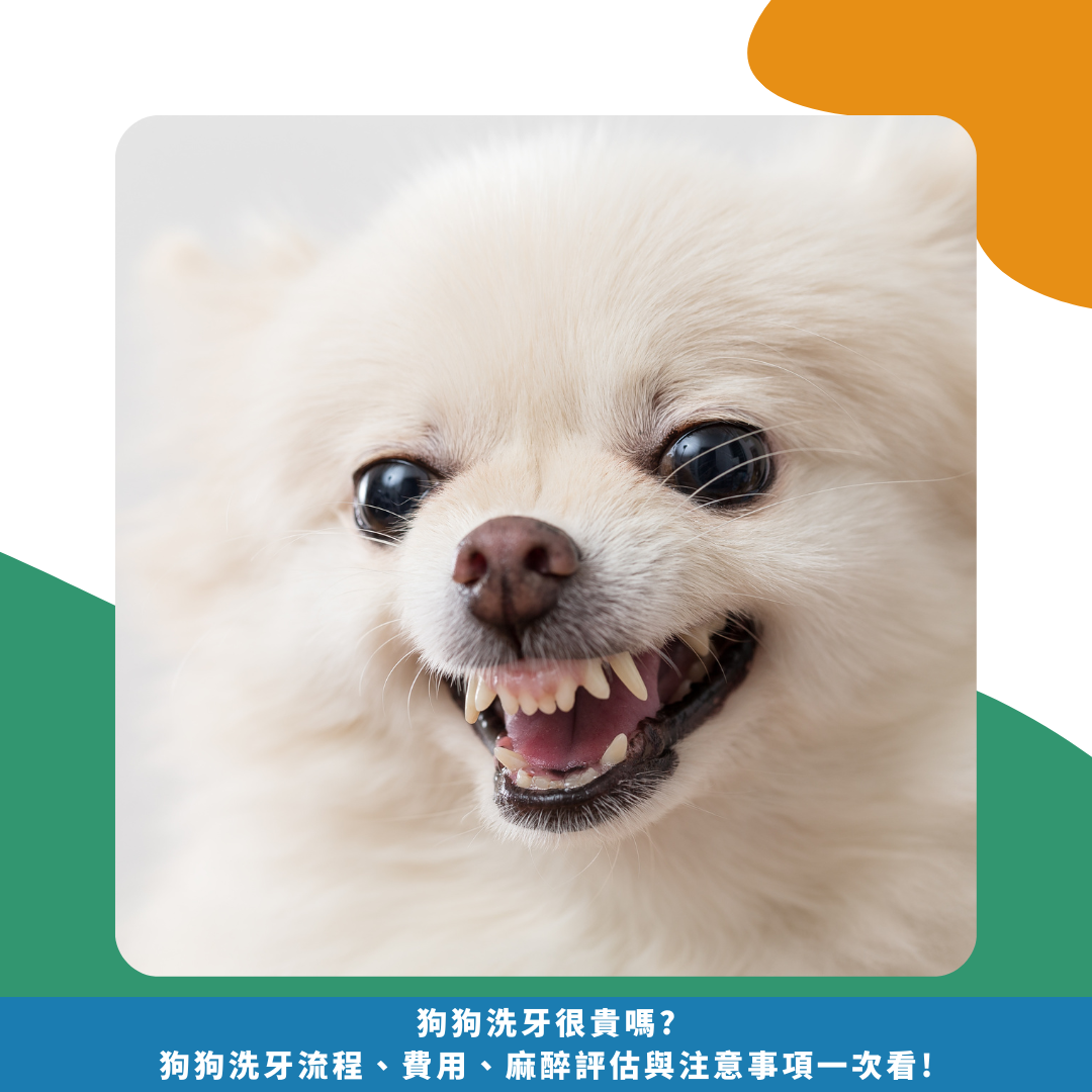 狗狗洗牙很貴嗎? 狗狗洗牙流程、費用、 麻醉評估與注意事項一次看! 狗狗洗牙很貴嗎? 狗狗洗牙流程、費用、 麻醉評估與注意事項一次看!
