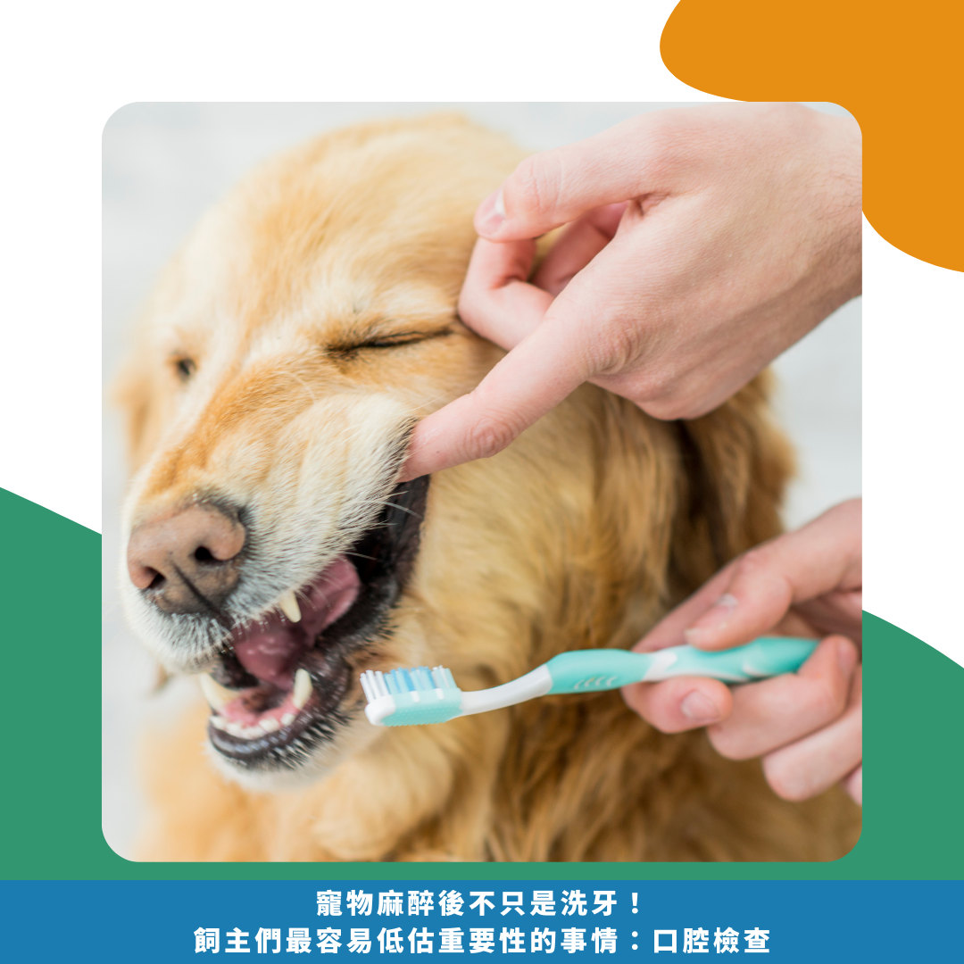寵物麻醉後不只是洗牙!飼主們最容易低估重要性的事情:口腔檢查 寵物麻醉後不只是洗牙!飼主們最容易低估重要性的事情:口腔檢查