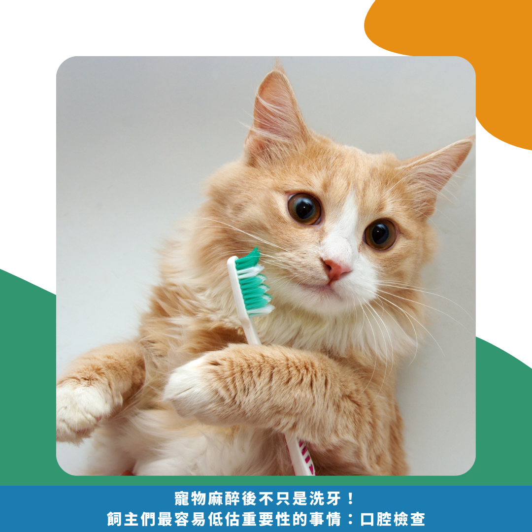 寵物麻醉後不只是洗牙!飼主們最容易低估重要性的事情:口腔檢查 寵物麻醉後不只是洗牙!飼主們最容易低估重要性的事情:口腔檢查