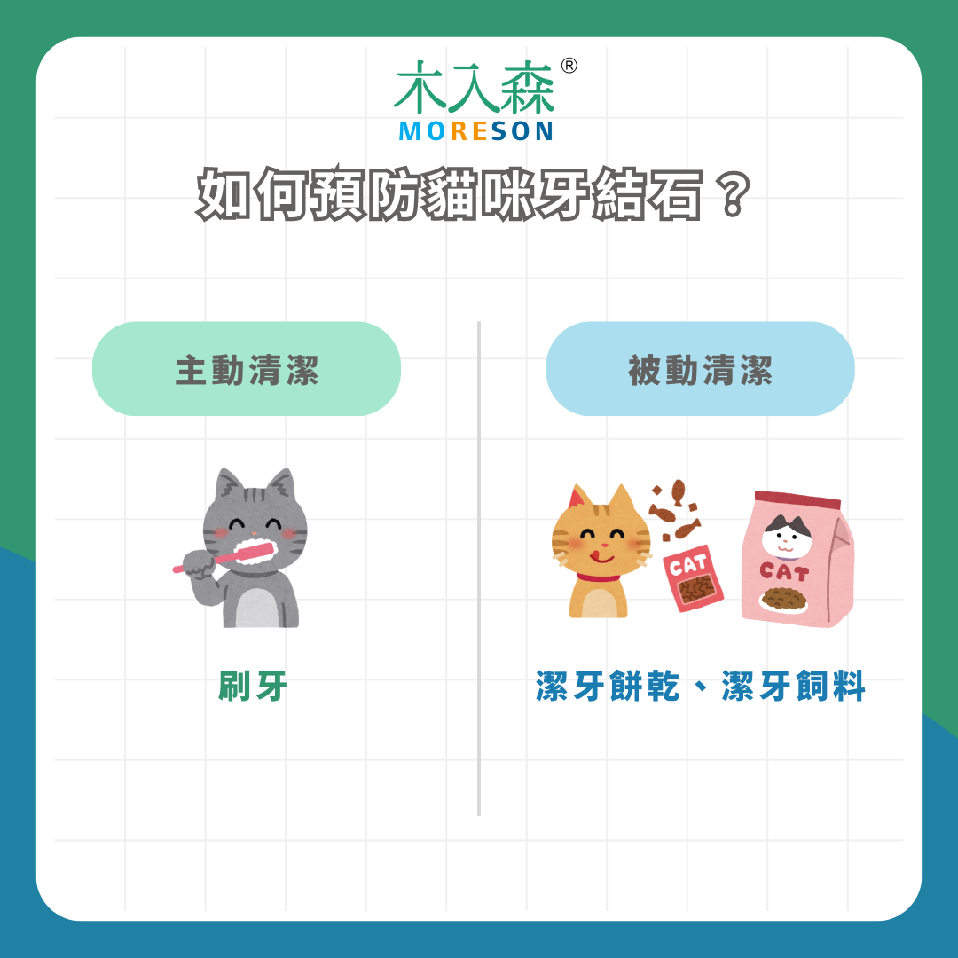 貓咪牙結石 貓咪牙結石