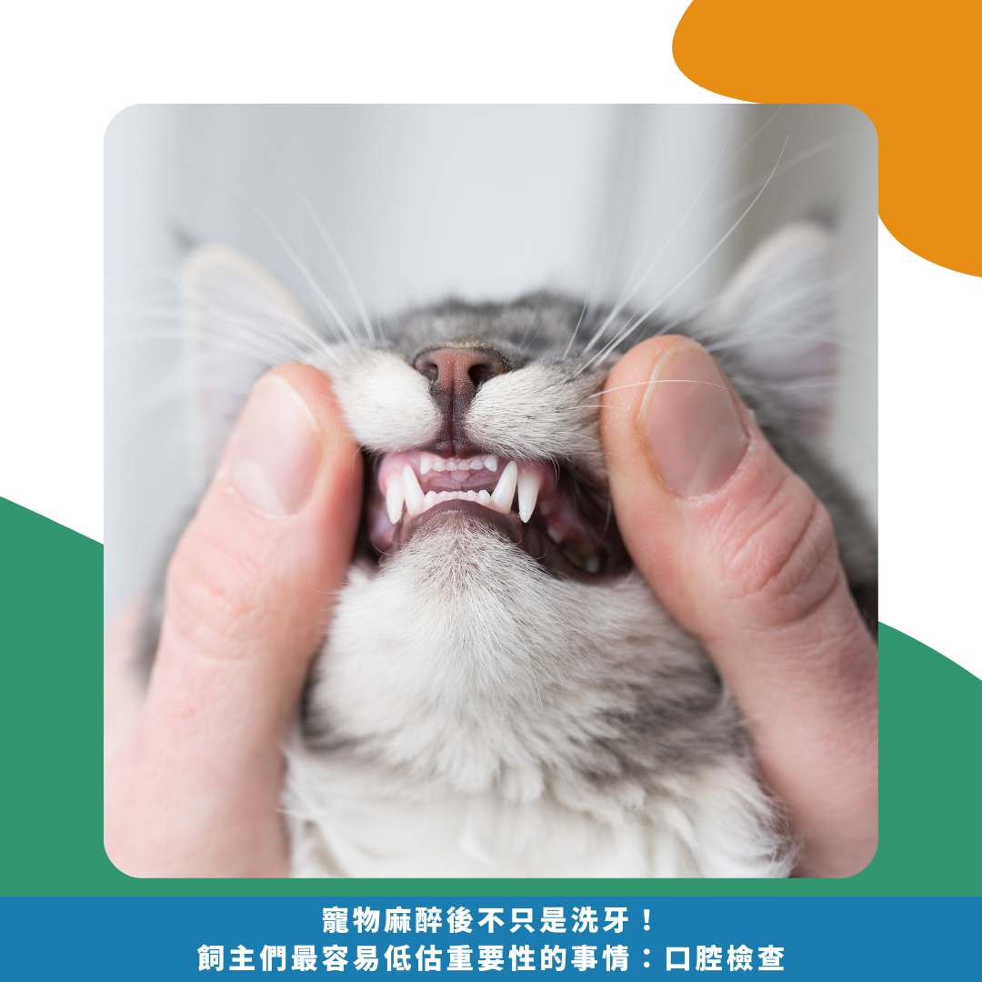 貓咪牙結石 貓咪牙結石