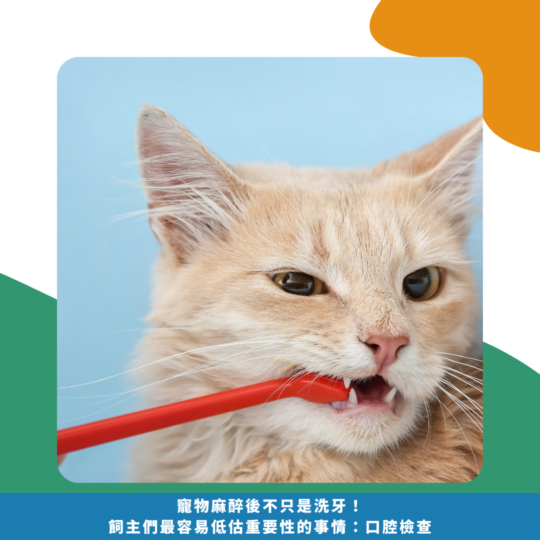 貓咪牙結石 貓咪牙結石