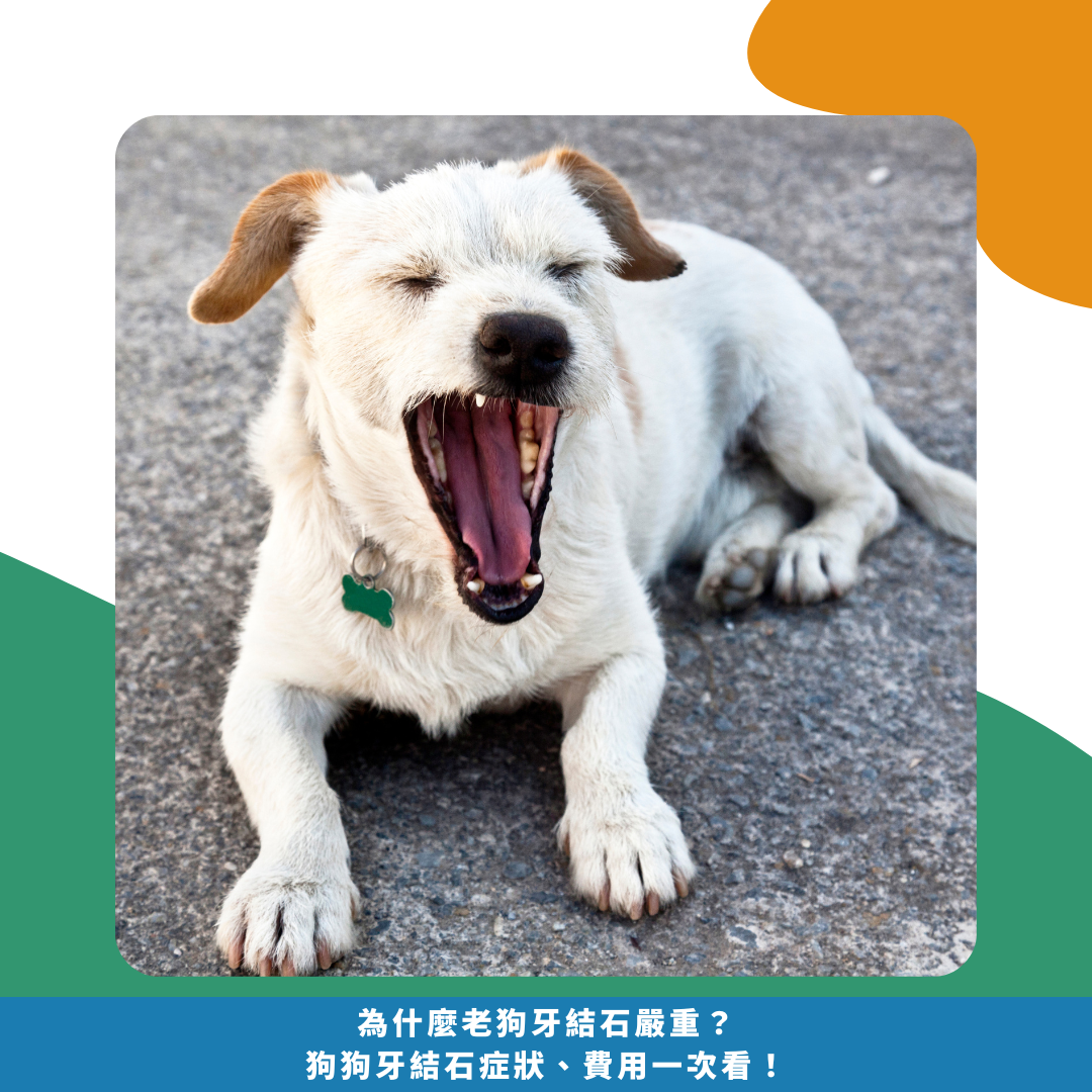 為什麼老狗牙結石嚴重?狗狗牙結石症狀、費用一次看! 為什麼老狗牙結石嚴重?狗狗牙結石症狀、費用一次看!