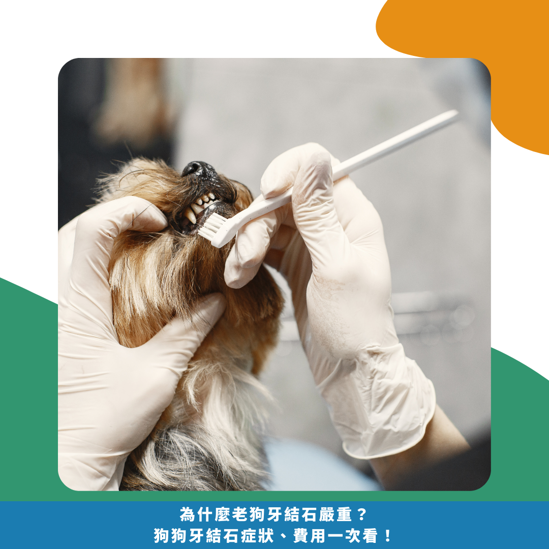 為什麼老狗牙結石嚴重?狗狗牙結石症狀、費用一次看! 為什麼老狗牙結石嚴重?狗狗牙結石症狀、費用一次看!