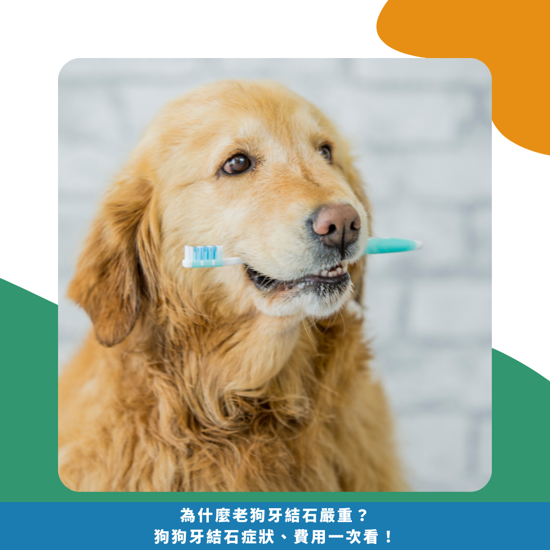 為什麼老狗牙結石嚴重?狗狗牙結石症狀、費用一次看! 為什麼老狗牙結石嚴重?狗狗牙結石症狀、費用一次看!