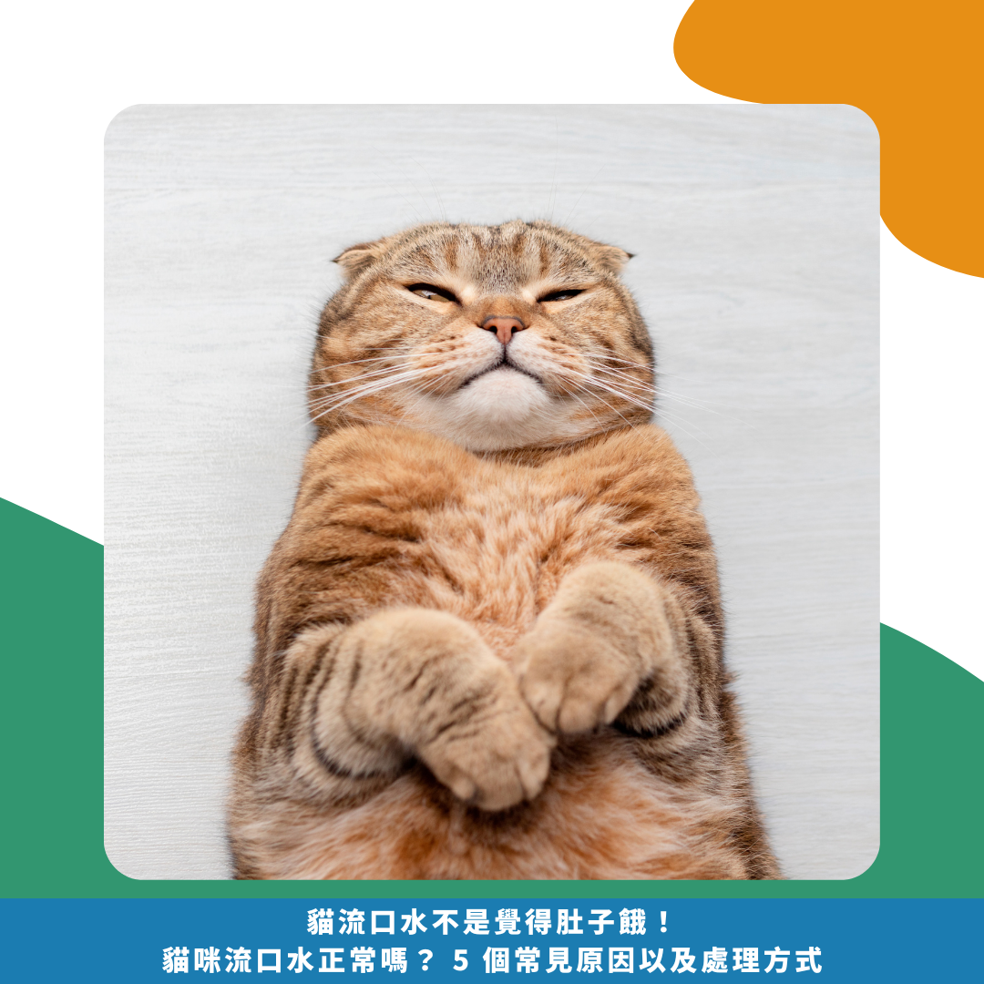 貓流口水不是覺得肚子餓!貓咪流口水正常嗎? 5 個常見原因以及處理方式 貓流口水不是覺得肚子餓!貓咪流口水正常嗎? 5 個常見原因以及處理方式