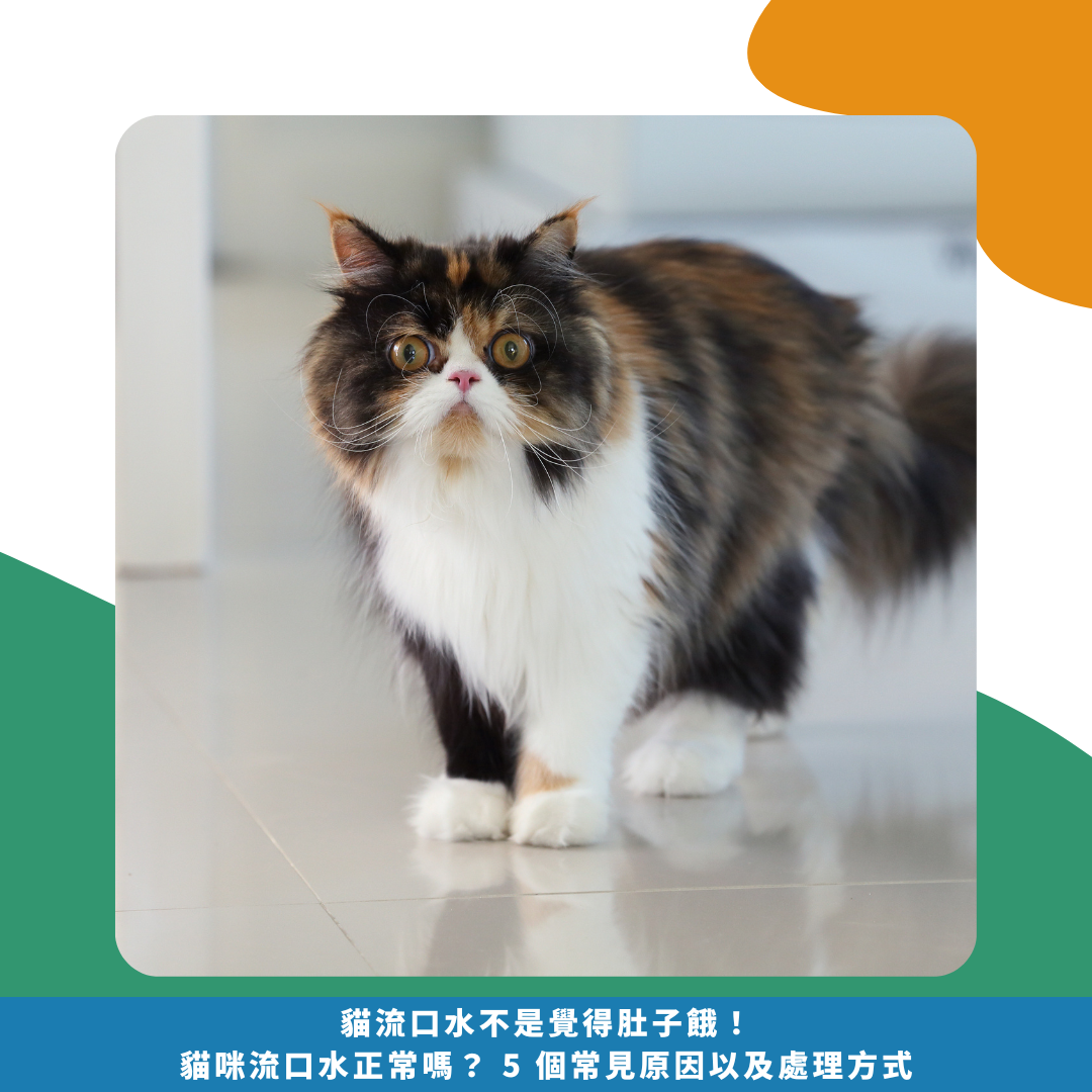 貓流口水不是覺得肚子餓!貓咪流口水正常嗎? 5 個常見原因以及處理方式 貓流口水不是覺得肚子餓!貓咪流口水正常嗎? 5 個常見原因以及處理方式