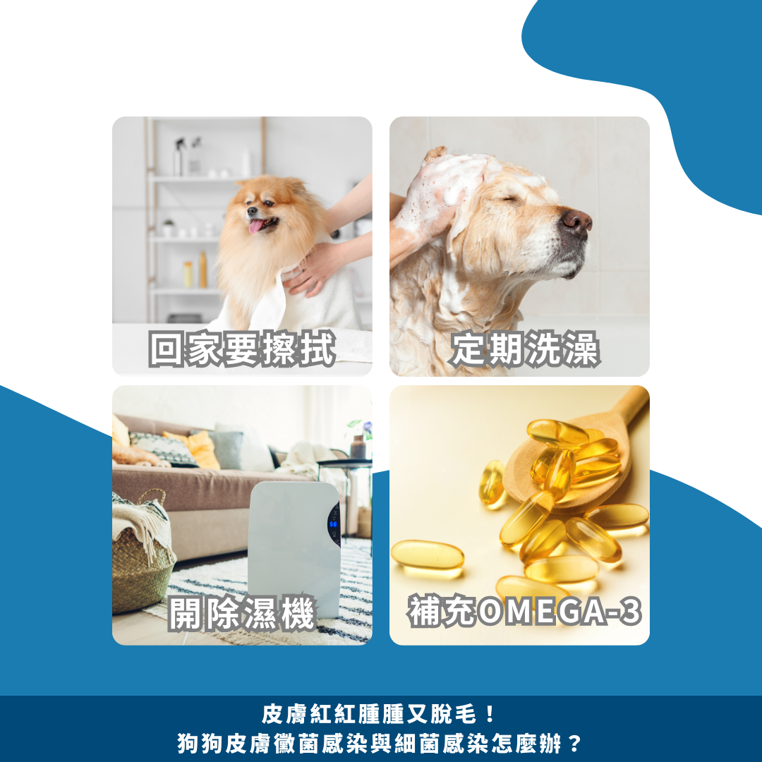皮膚紅紅腫腫又脫毛!狗狗皮膚黴菌感染與細菌感染怎麼辦? 皮膚紅紅腫腫又脫毛!狗狗皮膚黴菌感染與細菌感染怎麼辦?