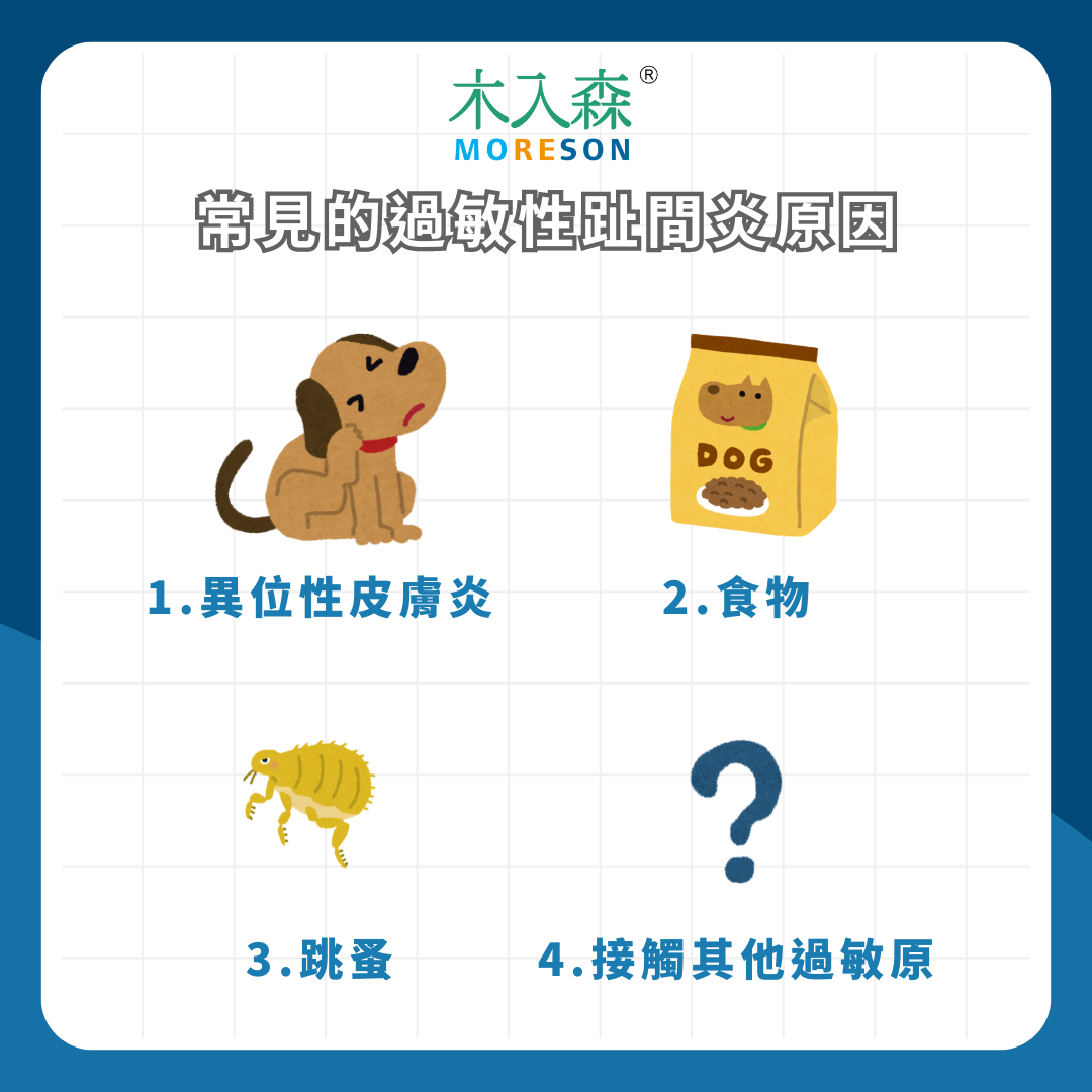 狂舔腳腳又走路跛腳! 狗狗趾間炎如何治療與預防? 三種常見原因及症狀整理 狂舔腳腳又走路跛腳! 狗狗趾間炎如何治療與預防? 三種常見原因及症狀整理