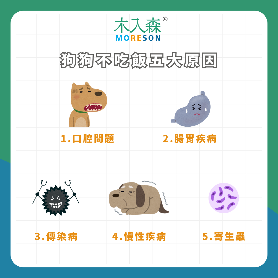 不吃飯只喝水!狗狗不吃飯怎麼辦?小心可能是這常見 5 種疾病 不吃飯只喝水!狗狗不吃飯怎麼辦?小心可能是這常見 5 種疾病