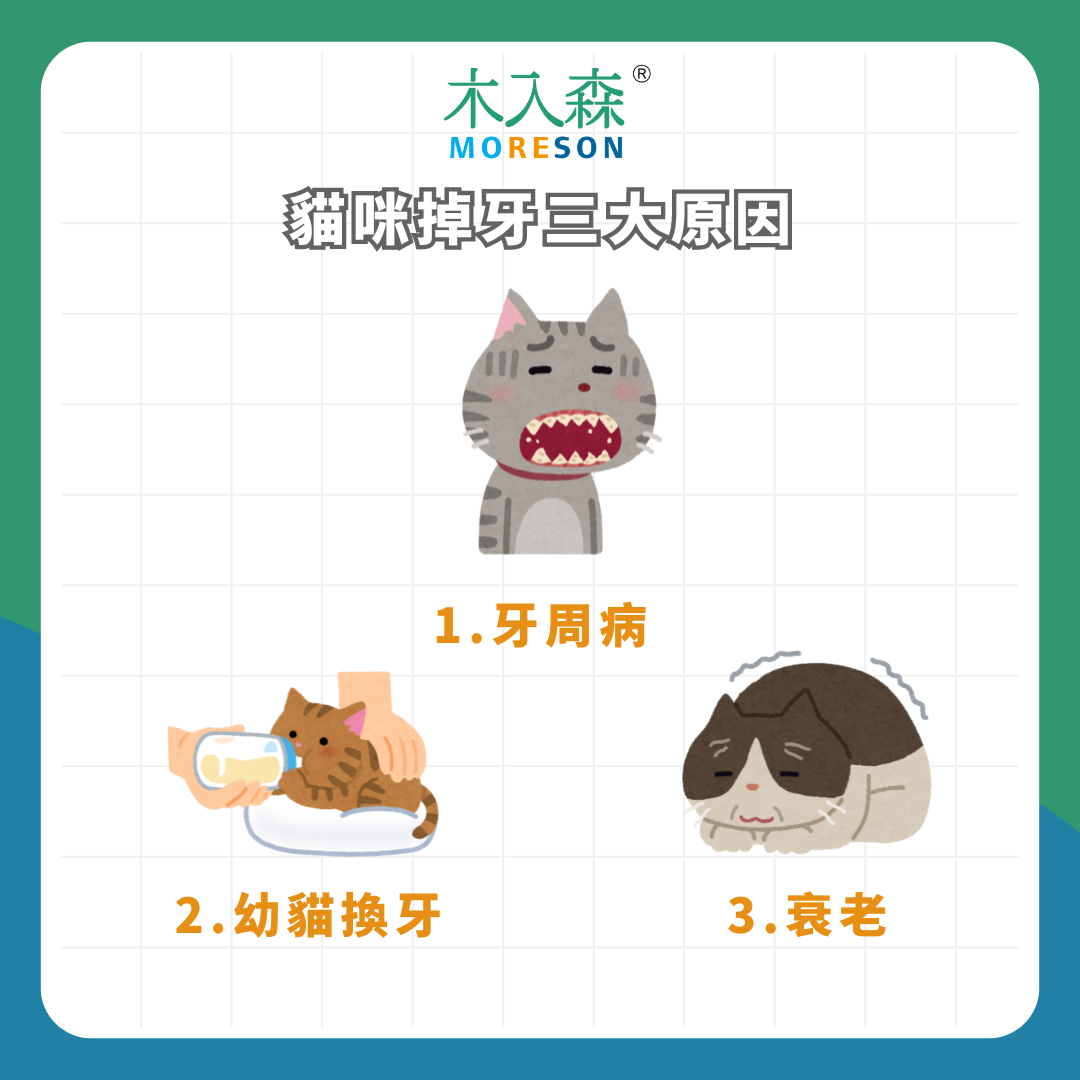 天啊貓咪牙齒突然掉了!為什麼貓咪突然掉牙?貓掉牙怎麼辦? 天啊貓咪牙齒突然掉了!為什麼貓咪突然掉牙?貓掉牙怎麼辦?