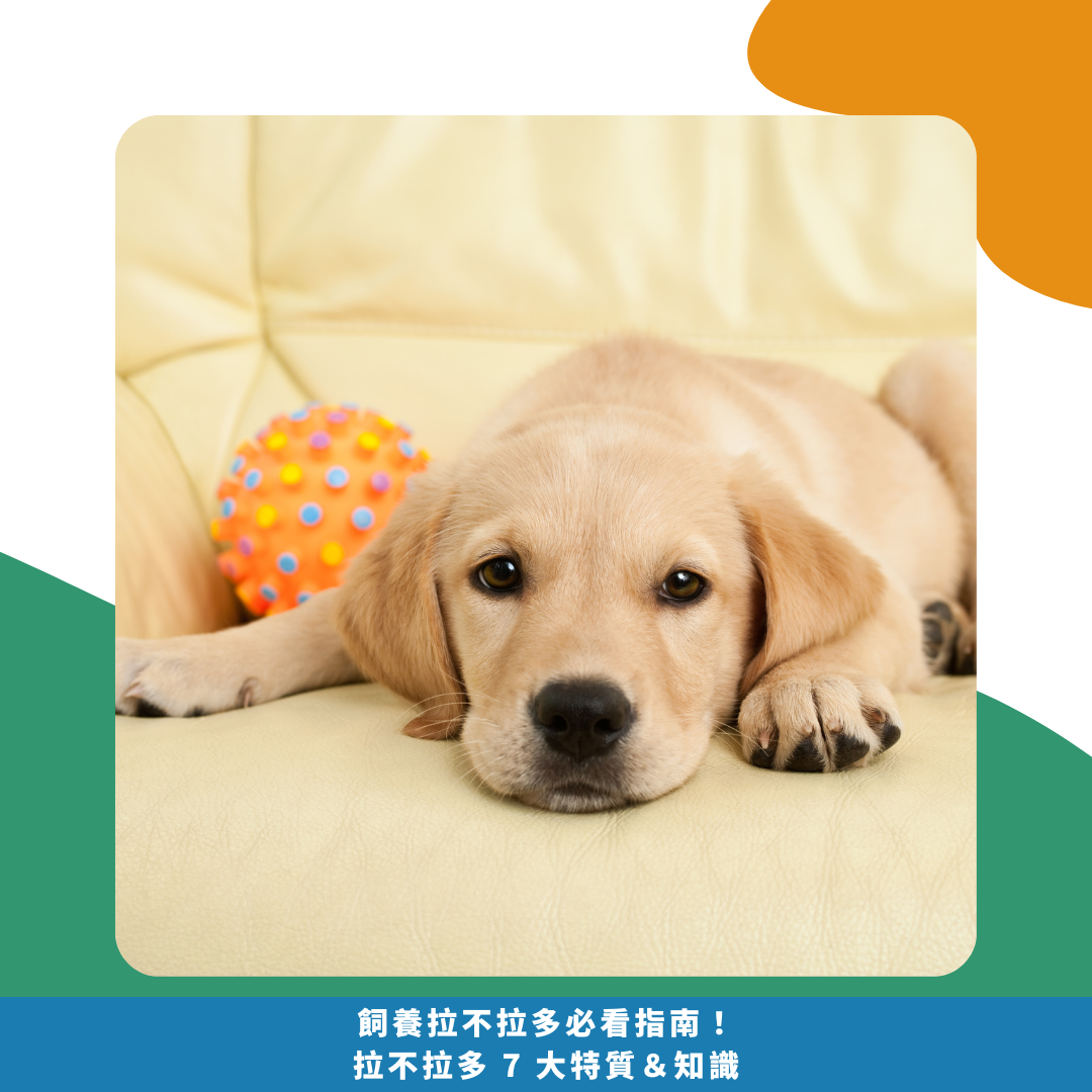 飼養拉不拉多必看指南！拉不拉多 7 大特質＆知識