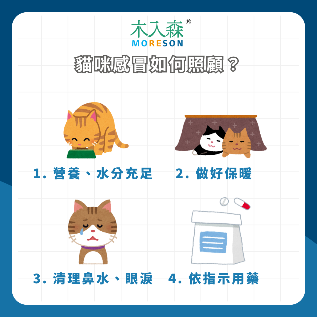 天阿貓咪感冒怎麼辦?會致命嗎?症狀、照護全指南! 天阿貓咪感冒怎麼辦?會致命嗎?症狀、照護全指南!