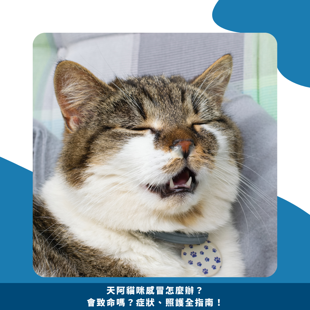 天阿貓咪感冒怎麼辦?會致命嗎?症狀、照護全指南! 天阿貓咪感冒怎麼辦?會致命嗎?症狀、照護全指南!