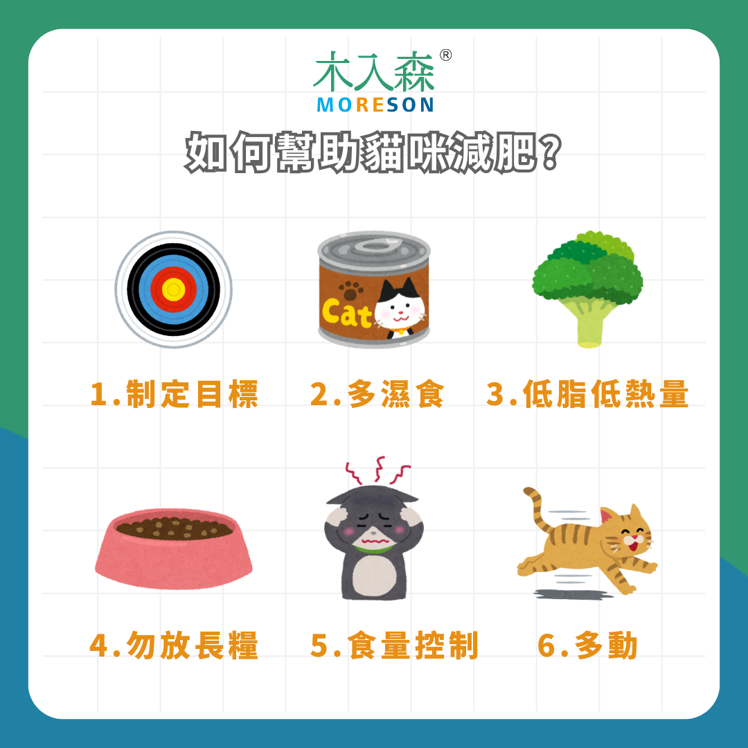 我家的貓咪該減肥嗎?貓咪肥胖的成因、評估與瘦身方法 我家的貓咪該減肥嗎?貓咪肥胖的成因、評估與瘦身方法