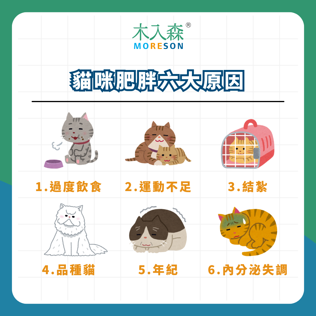 我家的貓咪該減肥嗎?貓咪肥胖的成因、評估與瘦身方法 我家的貓咪該減肥嗎?貓咪肥胖的成因、評估與瘦身方法