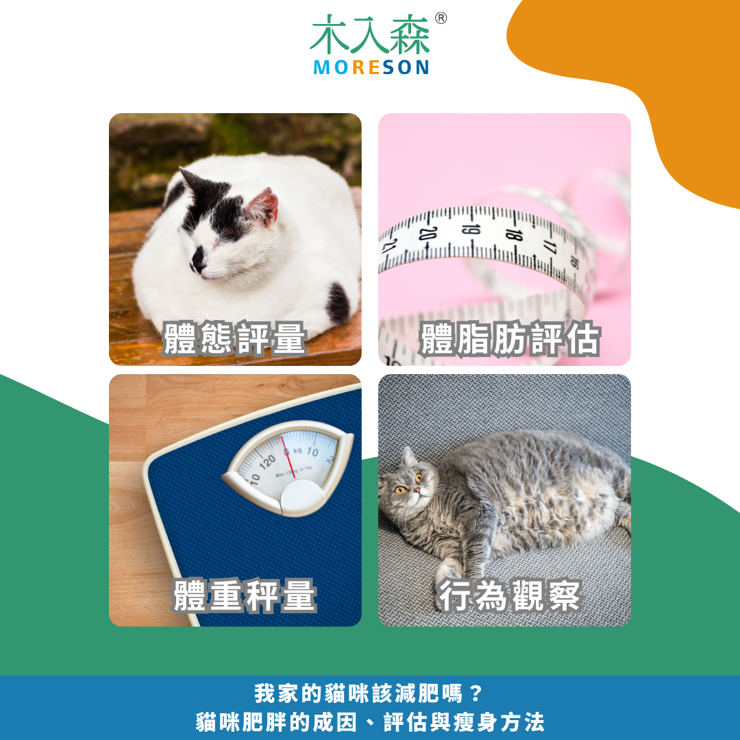 我家的貓咪該減肥嗎?貓咪肥胖的成因、評估與瘦身方法 我家的貓咪該減肥嗎?貓咪肥胖的成因、評估與瘦身方法