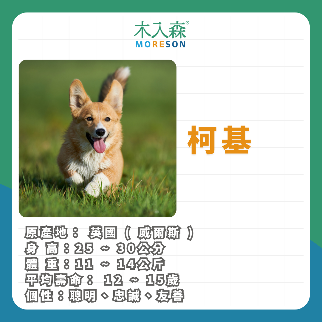 21種狗狗品種總整理|養狗狗前必讀 21種狗狗品種總整理|養狗狗前必讀