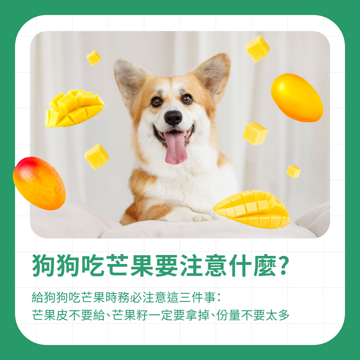 狗狗吃芒果注意事項 柯基犬與芒果示意圖,說明狗狗吃芒果前需去皮、去籽並控制餵食份量