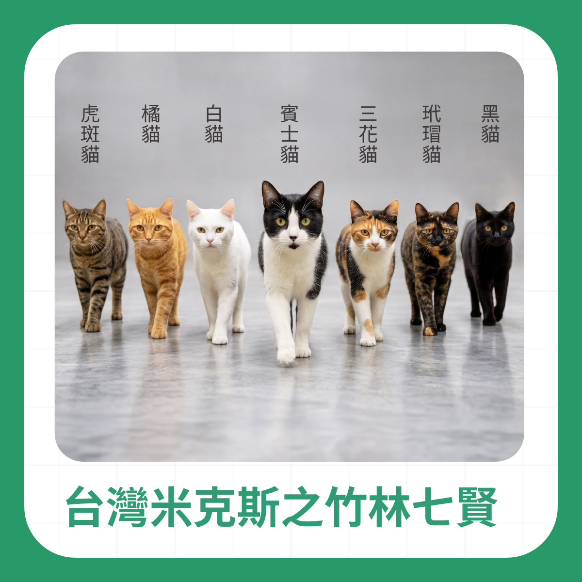 台灣米克斯貓常見花色介紹 七隻不同花色的台灣米克斯貓並排列隊,展示虎斑貓、橘貓、白貓、賓士貓、三花貓、玳瑁貓與黑貓