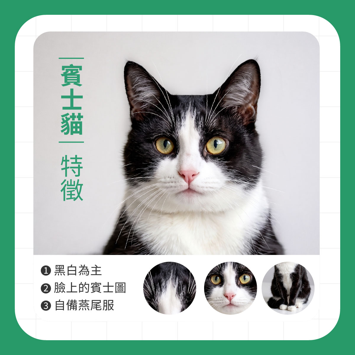 賓士貓特徵 賓士貓正面特寫,說明黑白毛色、臉上賓士圖、白色胸口與燕尾服外型等常見特徵