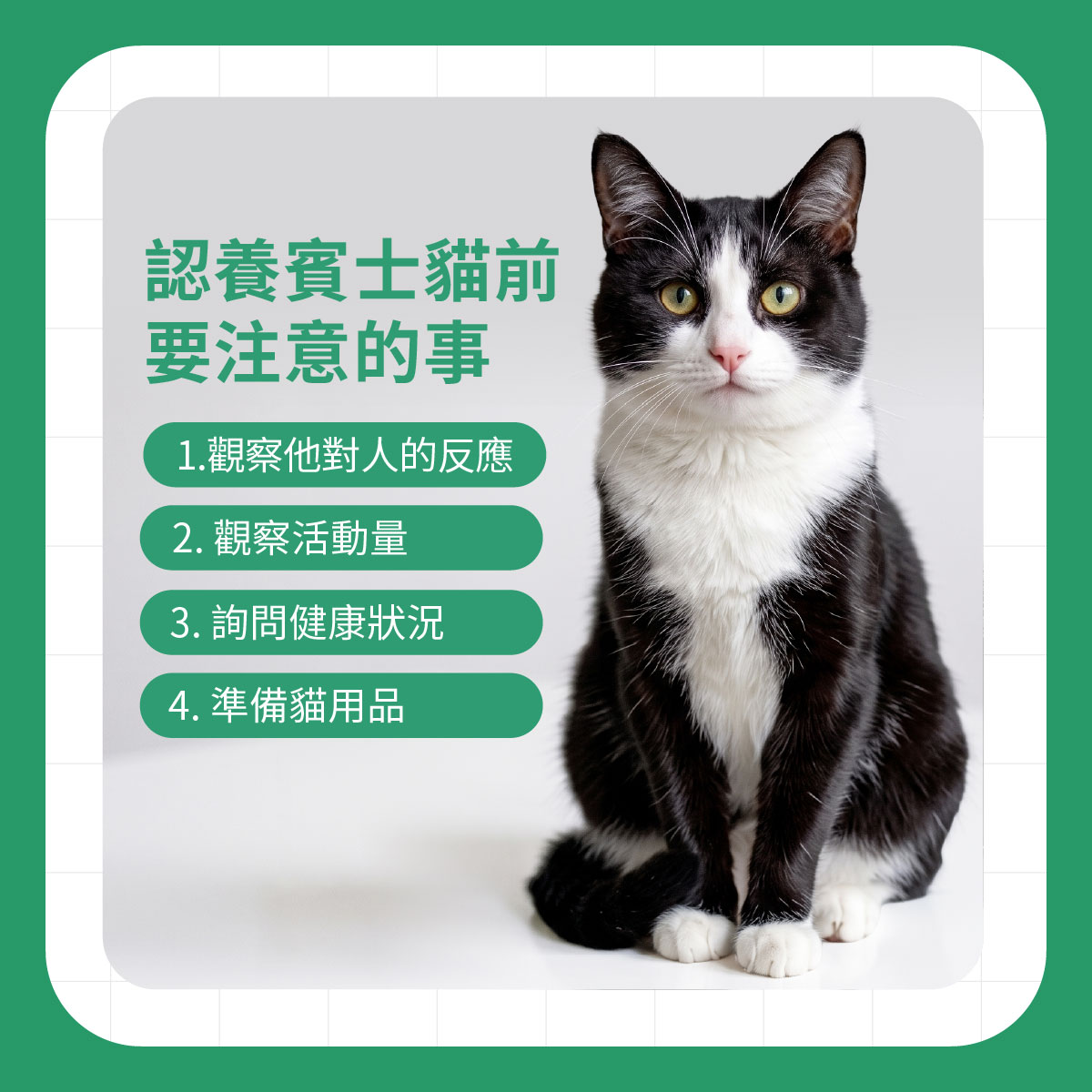 認養賓士貓前要注意的事 賓士貓坐姿正面照,整理認養賓士貓前需觀察互動反應、活動量、健康狀況與準備貓用品