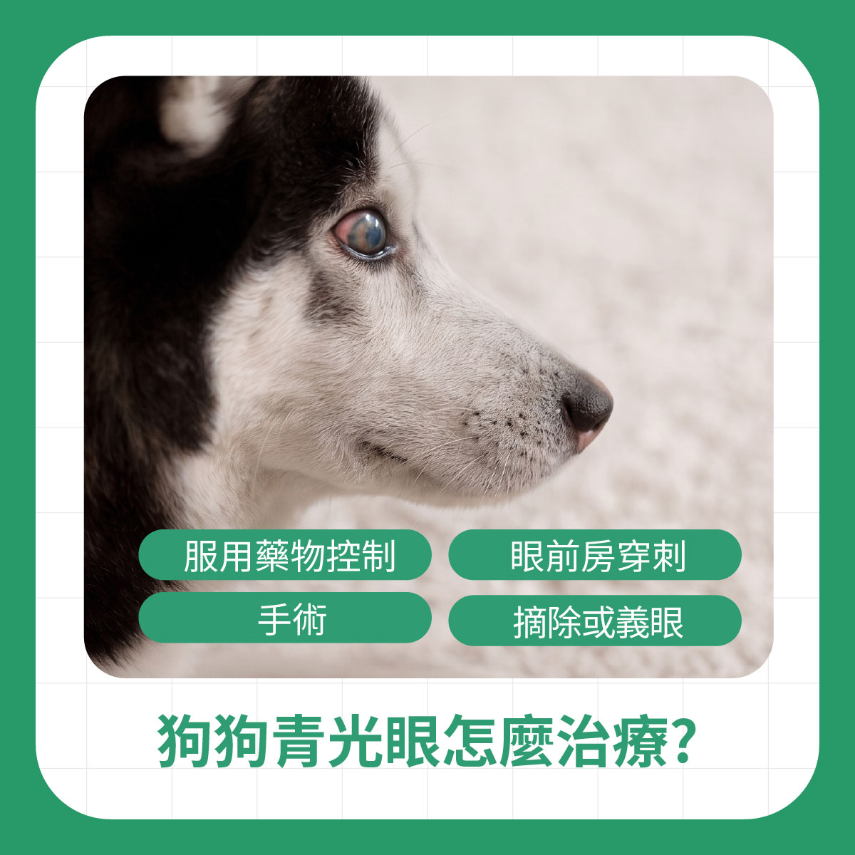 狗狗青光眼怎麼治療 狗狗眼睛混濁特寫,說明狗狗青光眼可透過藥物控制、眼前房穿刺、手術或摘除義眼等方式由獸醫評估治療