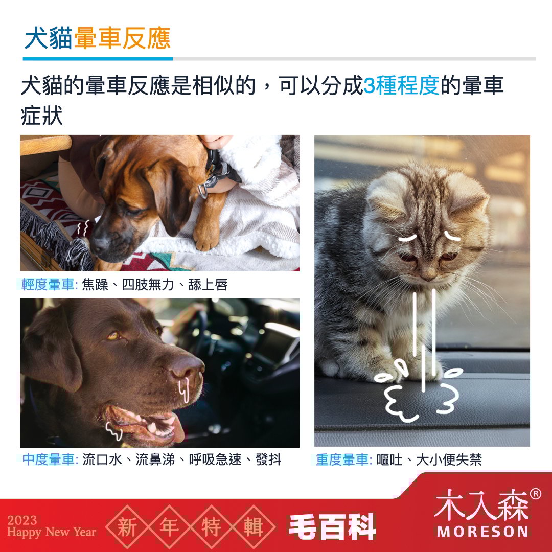 貓咪狗狗也會暈車嗎 貓咪狗狗也會暈車嗎