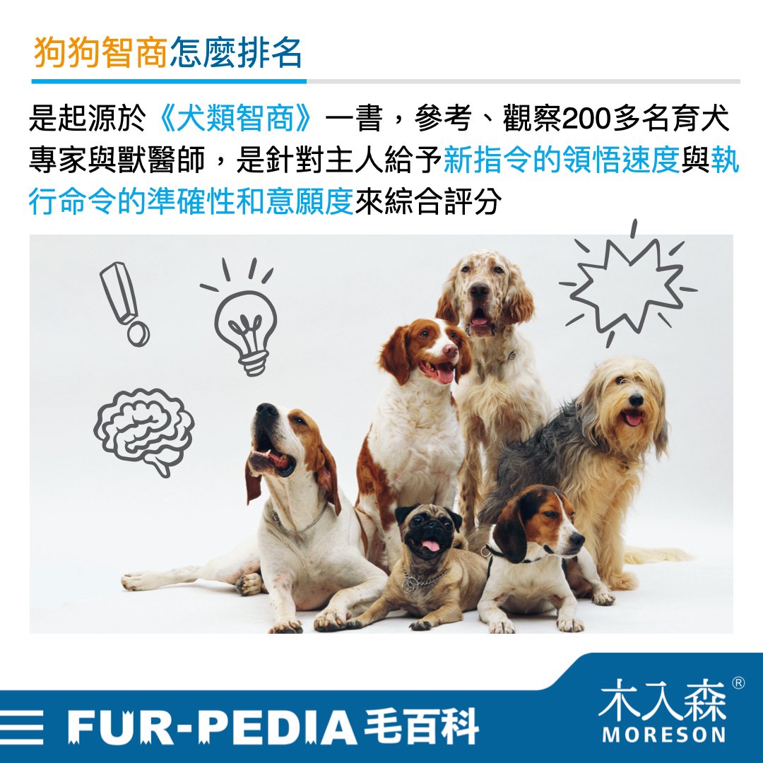 狗狗智商排行榜,3分鐘測驗你家的狗狗算是聰明嗎? 狗狗智商排行榜,3分鐘測驗你家的狗狗算是聰明嗎?