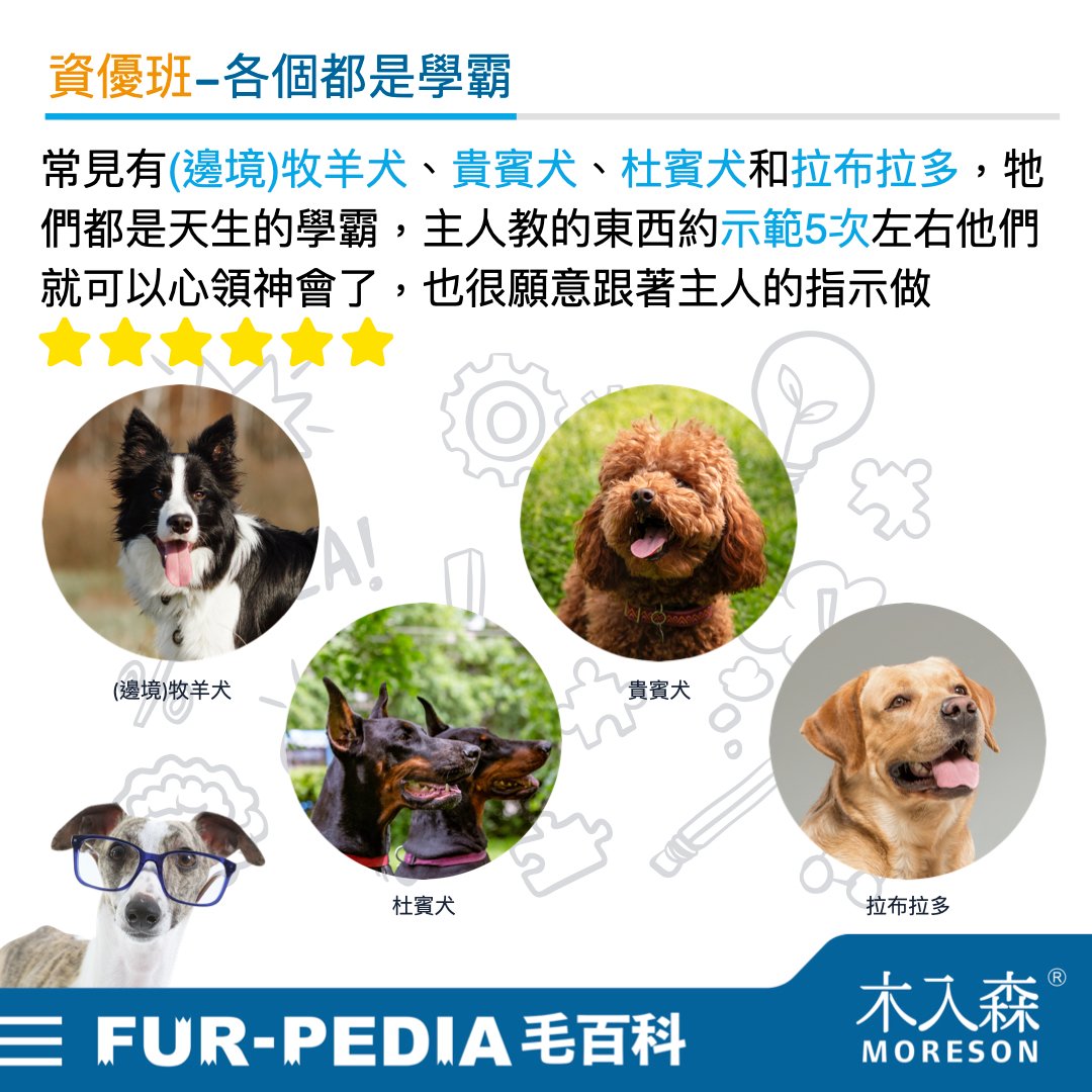 狗狗智商排行榜,3分鐘測驗你家的狗狗算是聰明嗎? 狗狗智商排行榜,3分鐘測驗你家的狗狗算是聰明嗎?