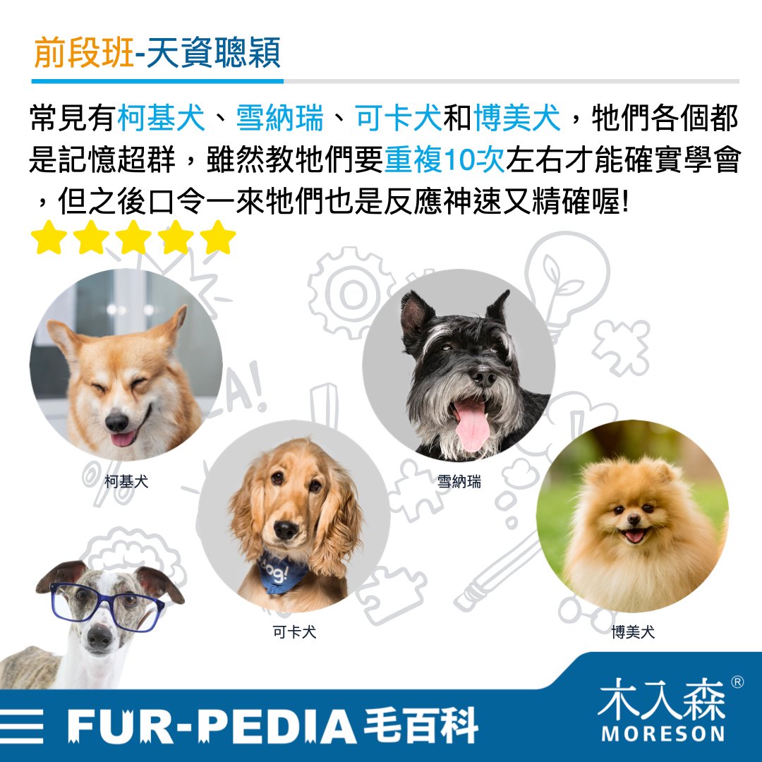 狗狗智商排行榜,3分鐘測驗你家的狗狗算是聰明嗎? 狗狗智商排行榜,3分鐘測驗你家的狗狗算是聰明嗎?